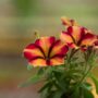 Petunia – Crazytunia Tiki Torch – 4.5″ Pot